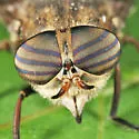 Hybomitra nuda - Hybomitra nuda