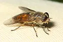 Hybomitra nuda - photo 2