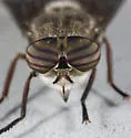 Hybomitra nuda - photo 4