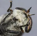Hybomitra nuda - photo 5
