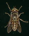 Hybomitra opaca - Hybomitra opaca