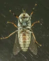 Hybomitra opaca - photo 2