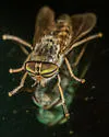Hybomitra opaca - photo 3