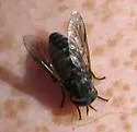 Hybomitra osburni - photo 3