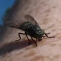 Hybomitra osburni - photo 4