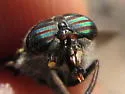 Hybomitra osburni - photo 5