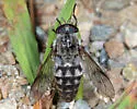 Hybomitra pechumani - Hybomitra pechumani