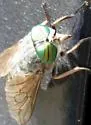 Hybomitra pediontis - Hybomitra pediontis
