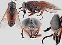 Hybomitra phaenops