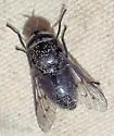 Hybomitra procyon - photo 2