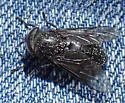 Hybomitra procyon - photo 3
