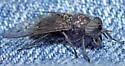 Hybomitra procyon - photo 4