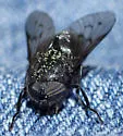 Hybomitra procyon - photo 5