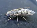 Hybomitra rhombica