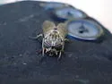 Hybomitra rhombica - photo 2