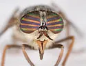 Hybomitra rupestris - Hybomitra rupestris