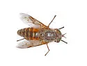 Hybomitra rupestris - photo 2