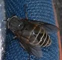 Hybomitra sexfasciata