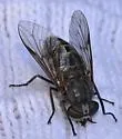 Hybomitra sexfasciata - photo 3