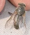 Hybomitra sexfasciata - photo 4