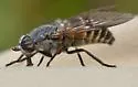Hybomitra sexfasciata - photo 5