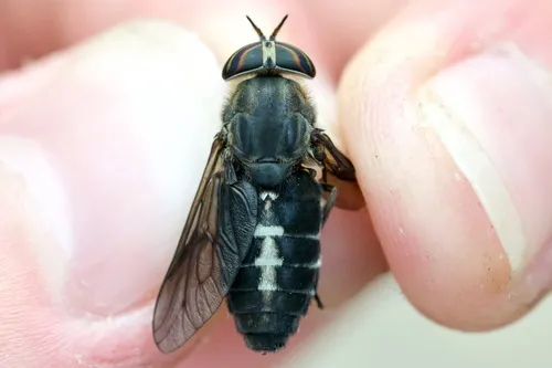 Hybomitra sodalis