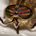 Hybomitra sonomensis - photo 2