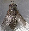 Hybomitra tetrica - Hybomitra tetrica