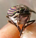 Hybomitra tetrica - photo 2