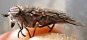 Hybomitra tetrica - photo 3