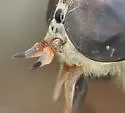 Hybomitra trepida - Hybomitra trepida