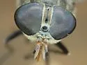 Hybomitra trepida - photo 2