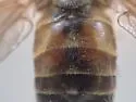 Hybomitra trepida - photo 3