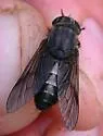 Hybomitra trispila