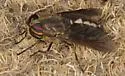 Hybomitra trispila - photo 2