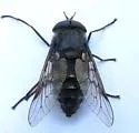 Hybomitra trispila - photo 3