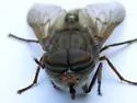 Hybomitra trispila - photo 4
