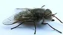 Hybomitra trispila - photo 5