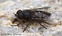 Hybomitra zonalis - Hybomitra zonalis