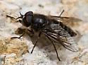 Hybomitra zonalis - photo 2
