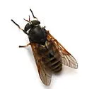 Hybomitra zonalis - photo 3