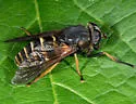 Hybomitra zonalis - photo 4