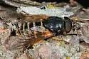 Hybomitra zonalis - photo 5