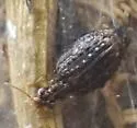 Hyboptera auxiliadora - photo 2