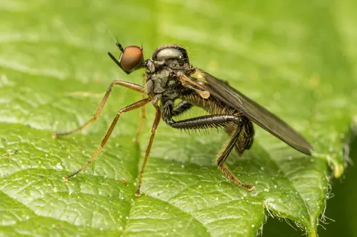 Hybos femoratus