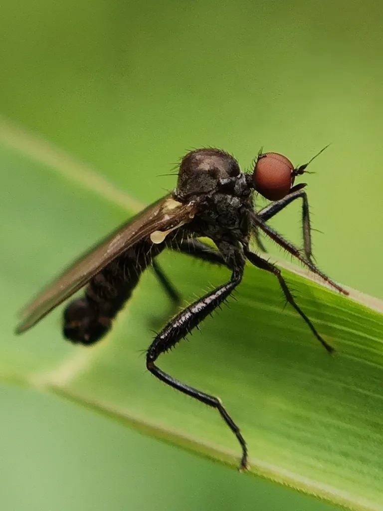 Hybos grossipes - photo 2