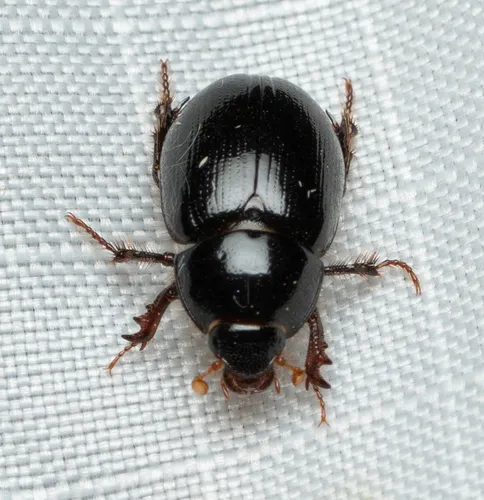 Scavenger Scarab Beetles - Hybosoridae