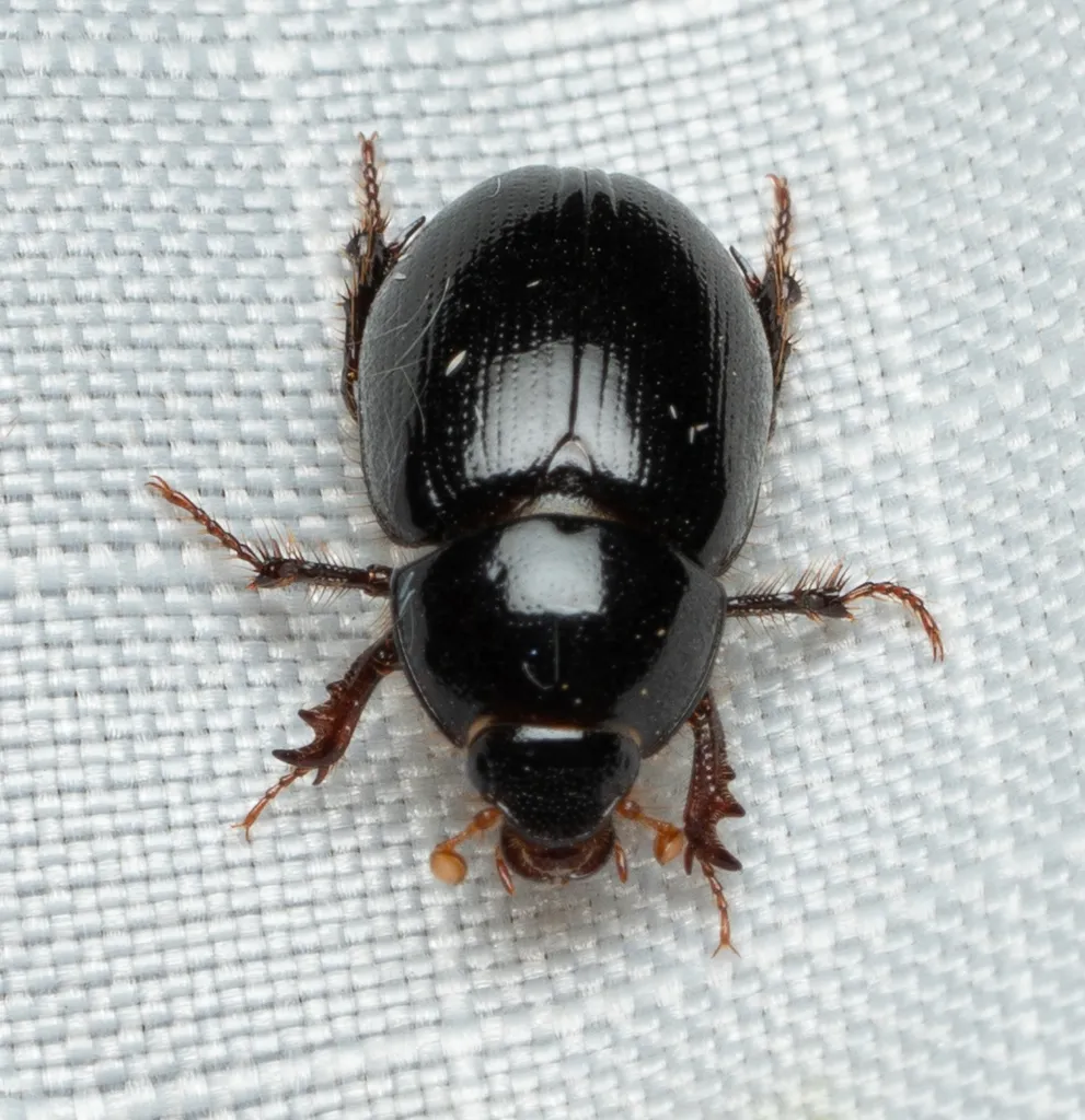 Scavenger Scarab Beetles - photo 2