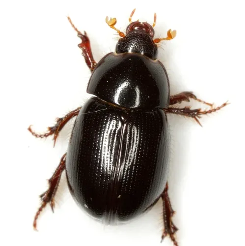 Hybosorus illigeri - photo 2