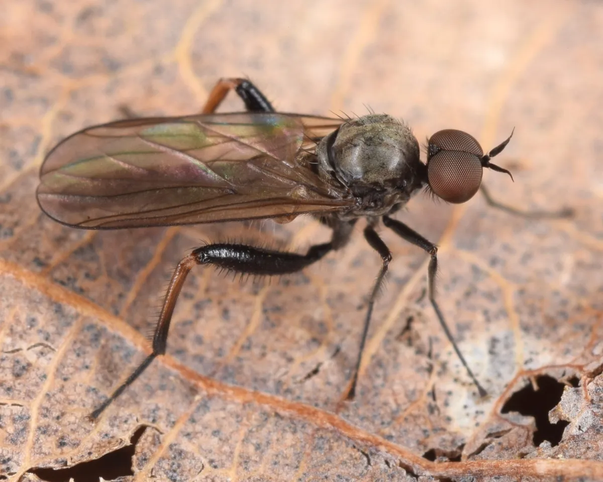 Hybotid Dance Flies - photo 3
